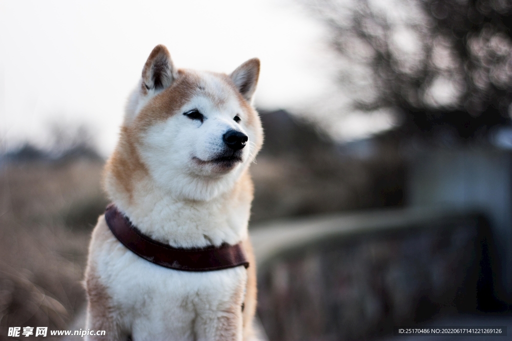 柴犬