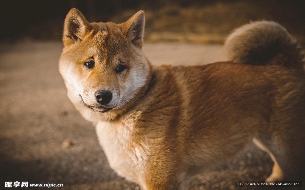 柴犬