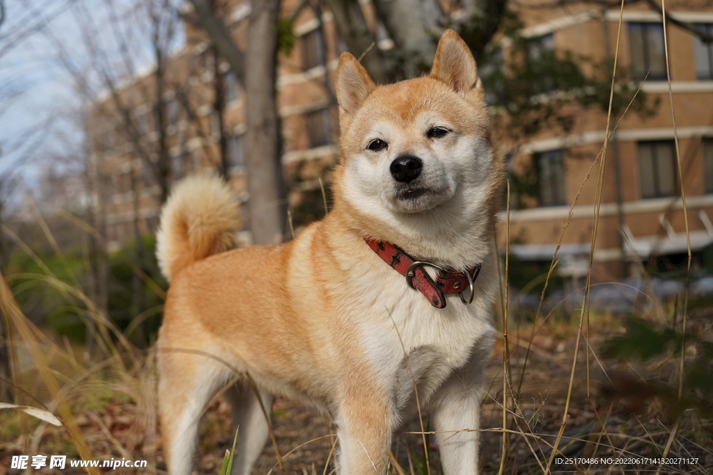 柴犬