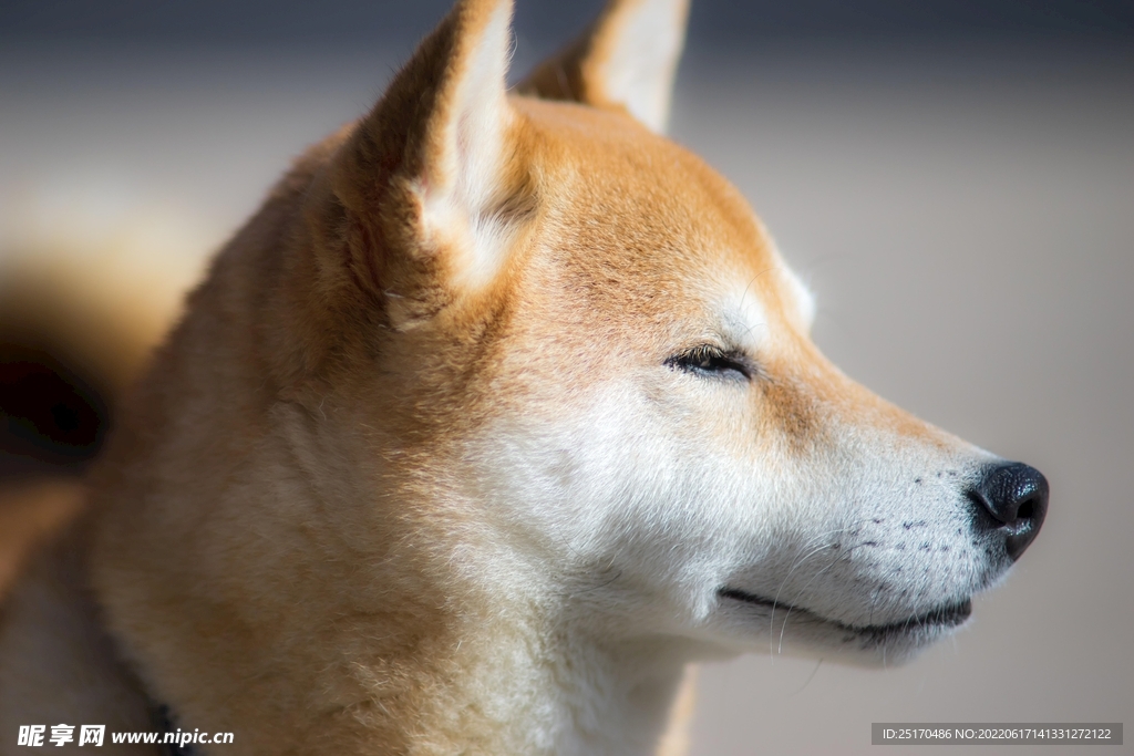 柴犬