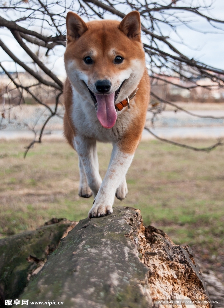 柴犬