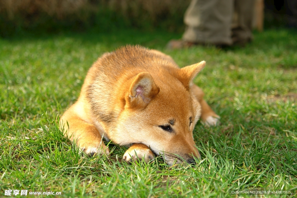 柴犬