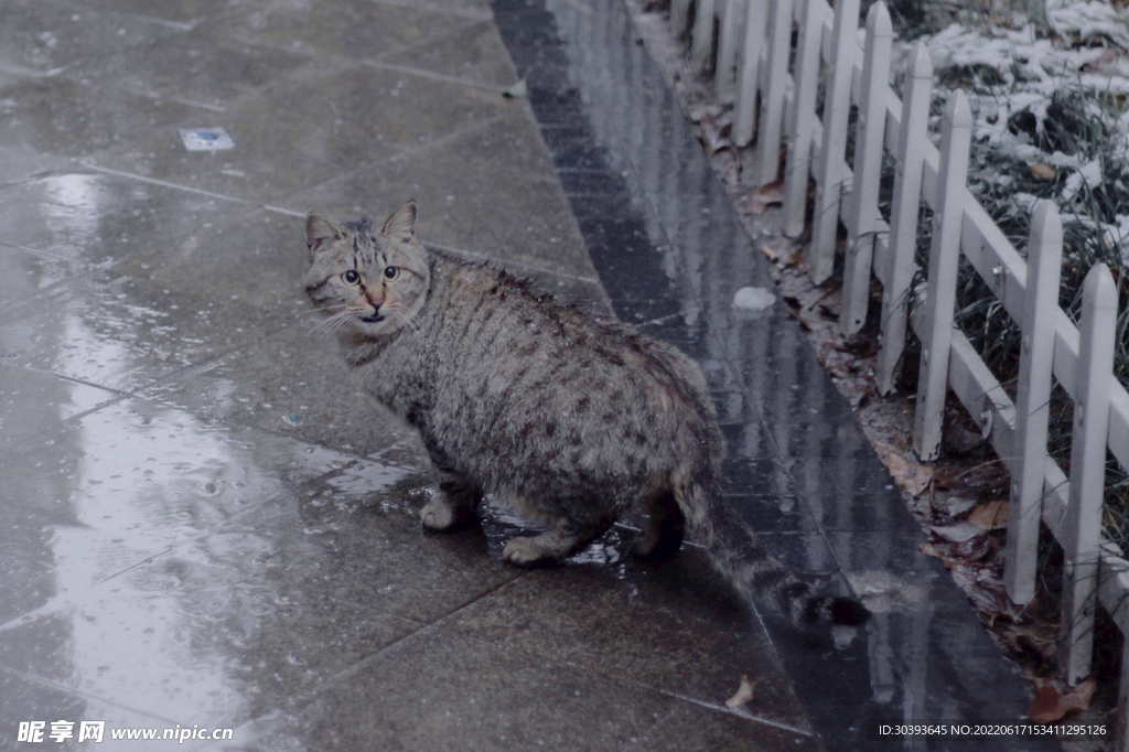 狸花猫