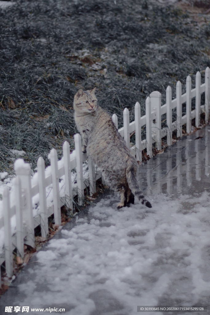 狸花猫