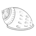 手绘海螺