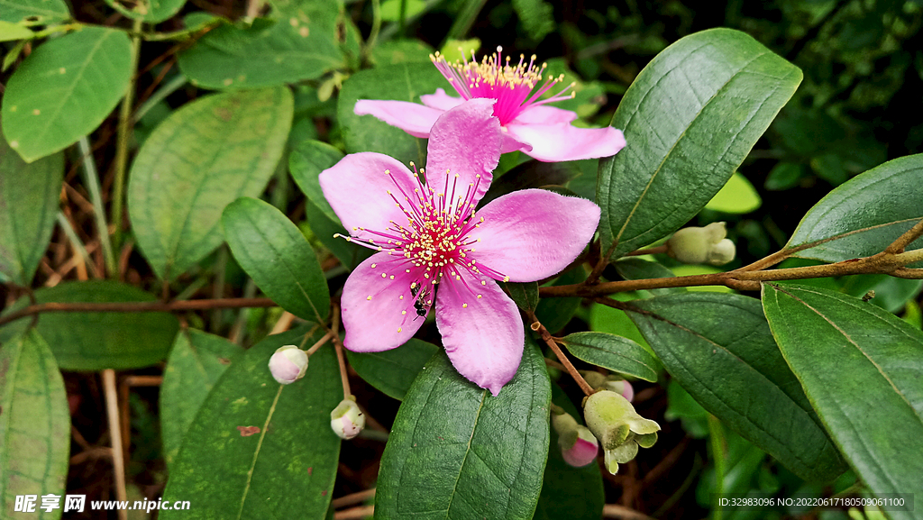 蜜蜂采蜜