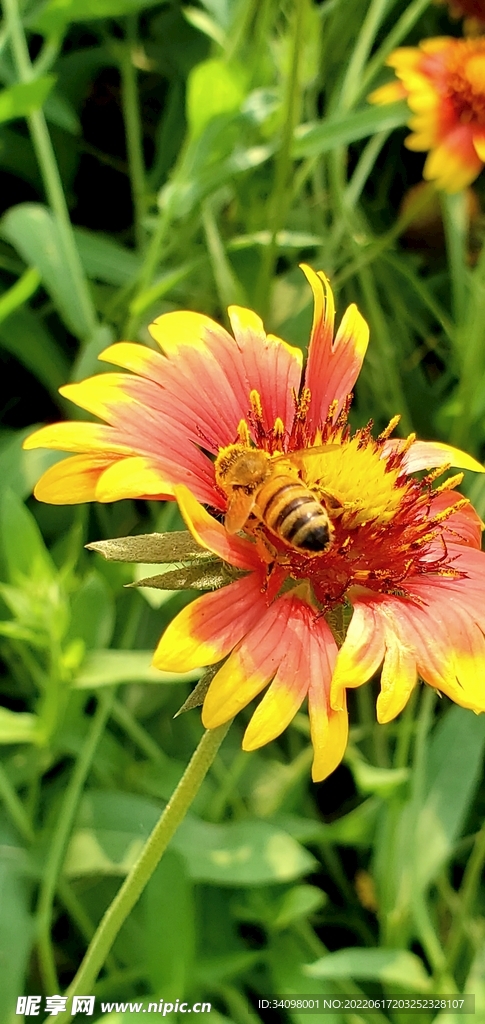 花头蜜蜂