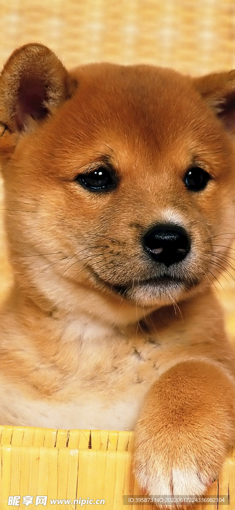 狗