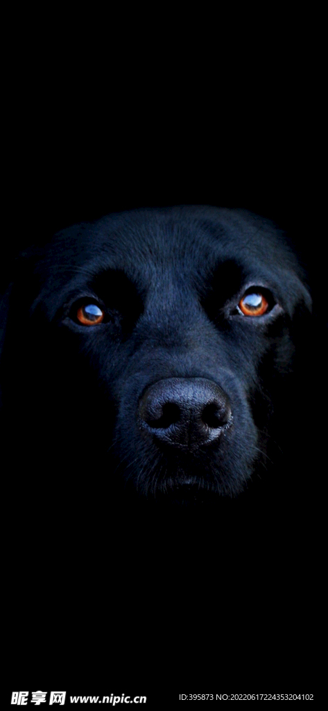 狗