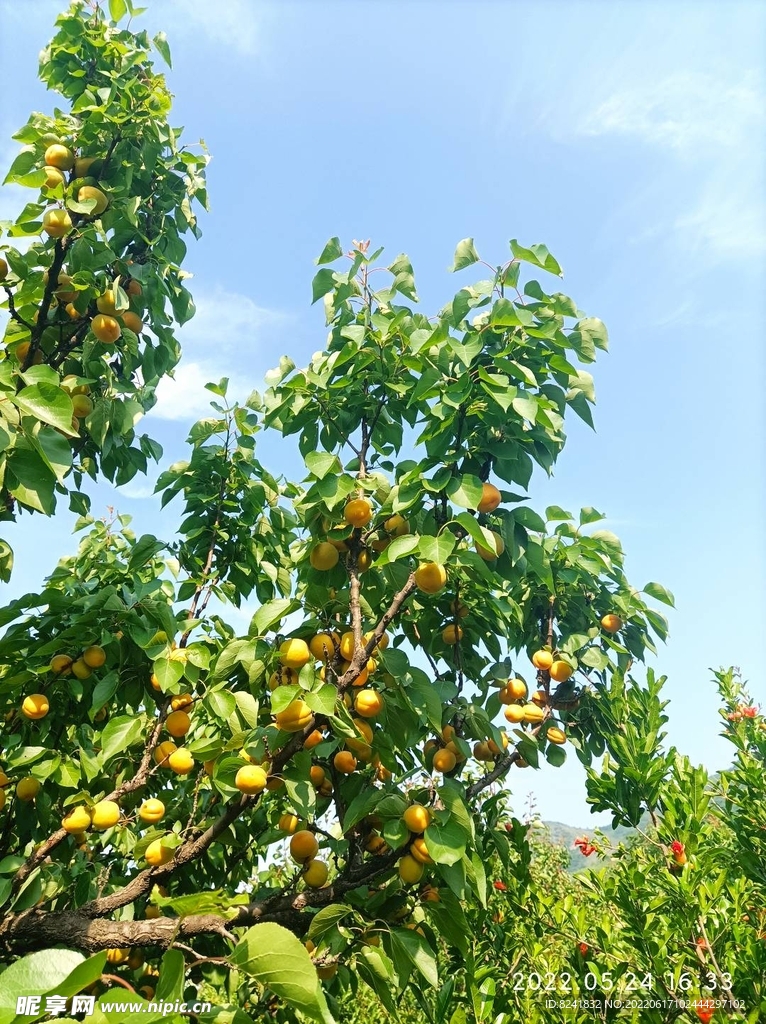 果树