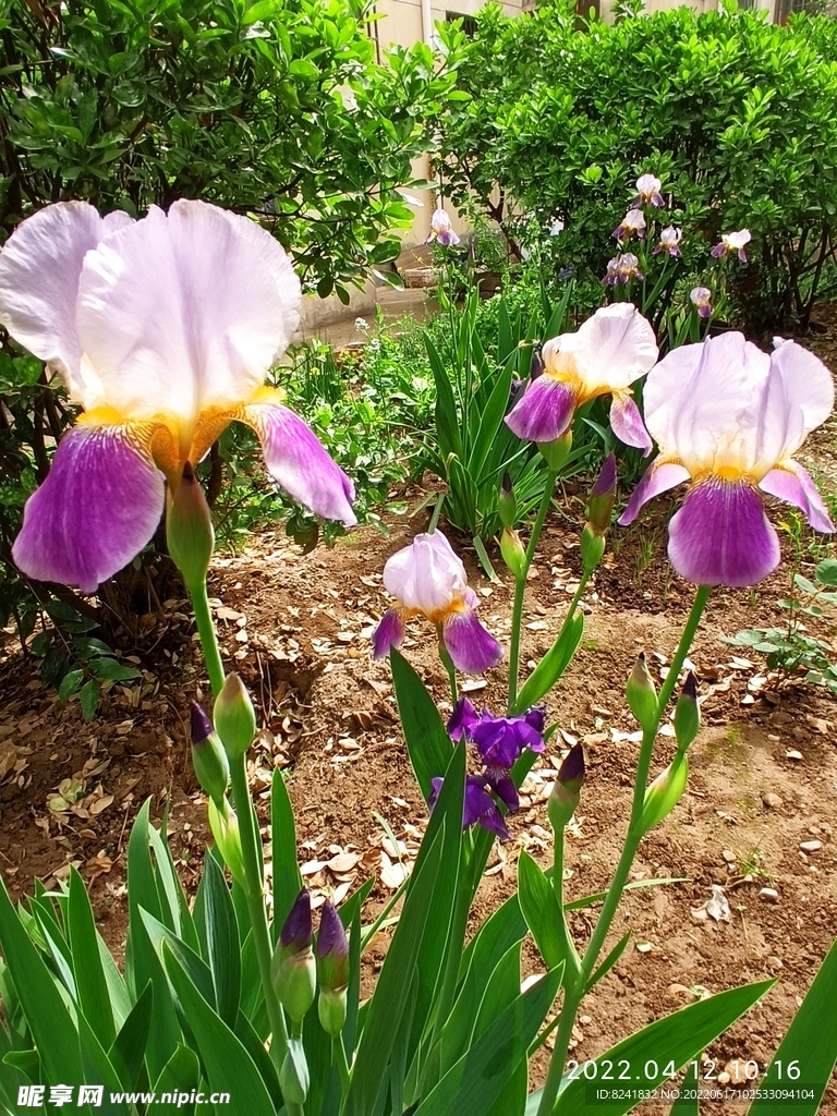 花