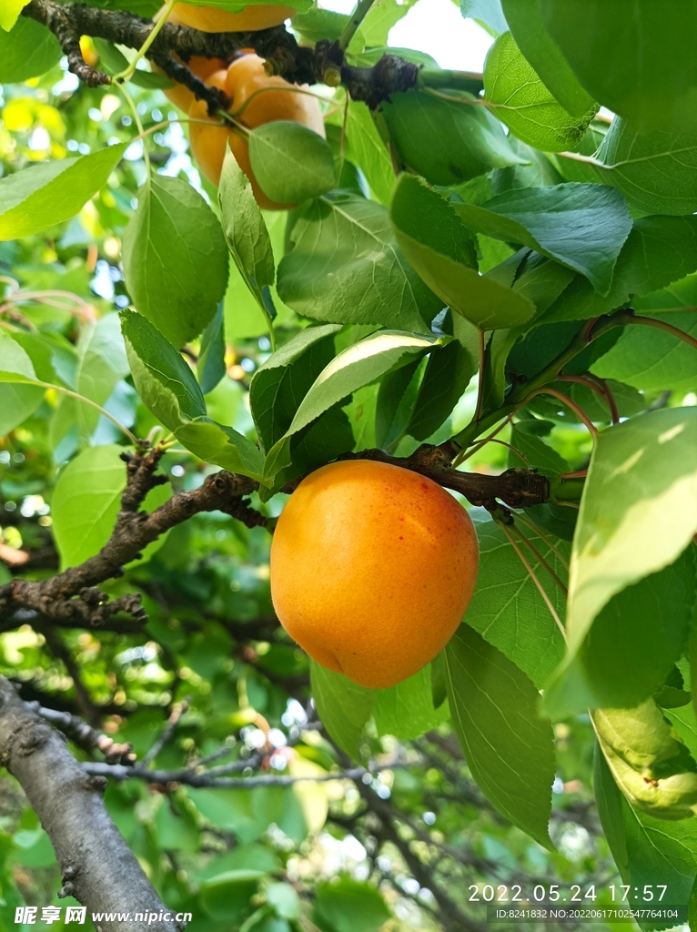 果树