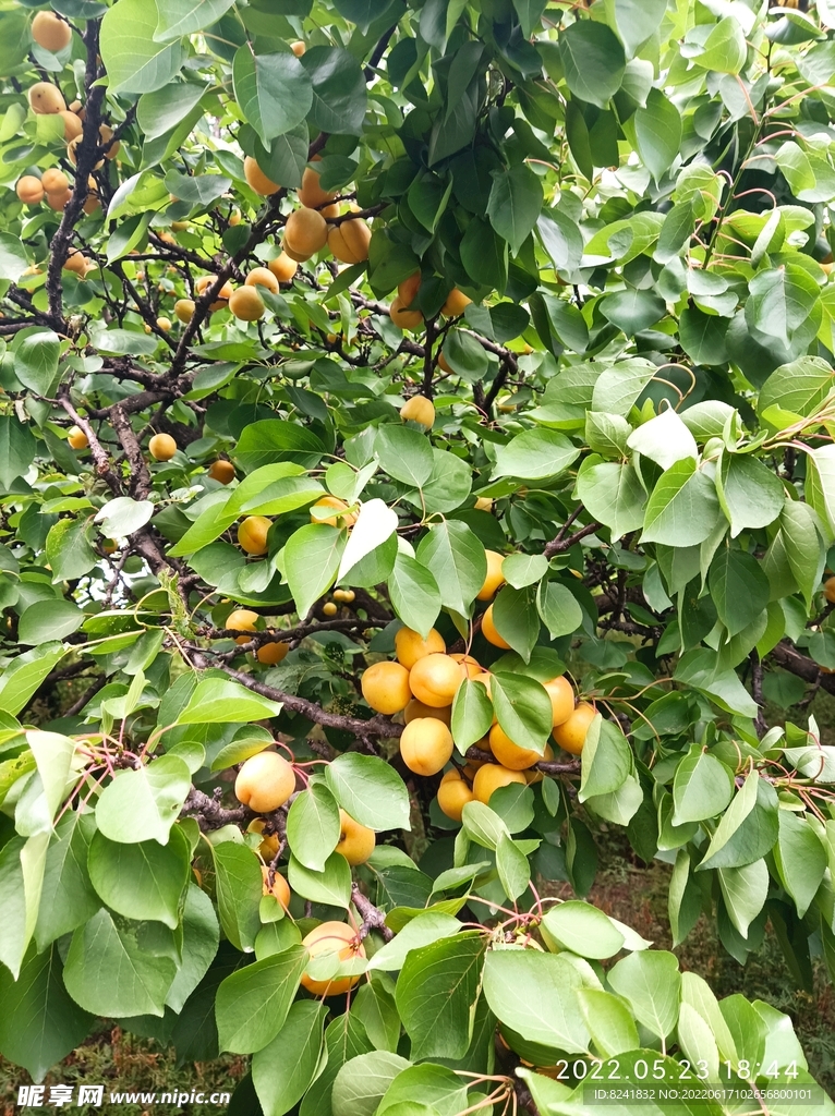 果树