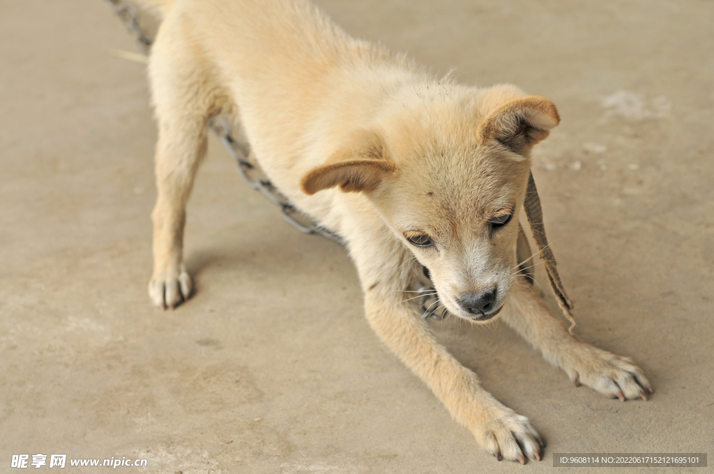 犬