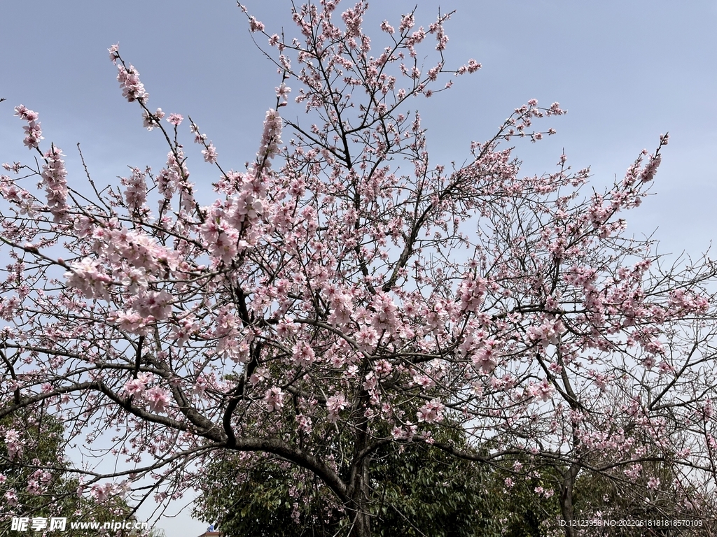 桃花