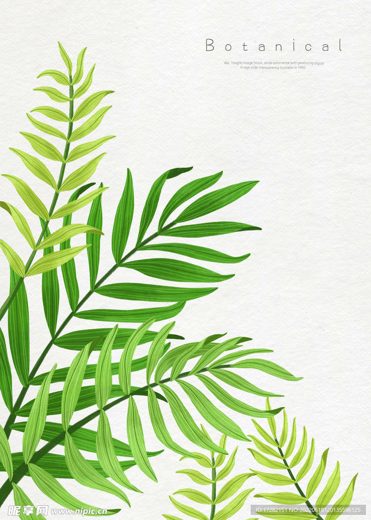 植物    热带    图片 