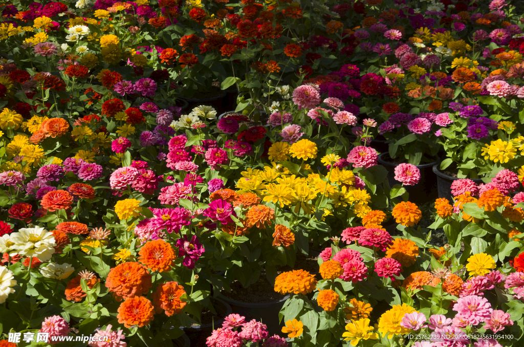 花