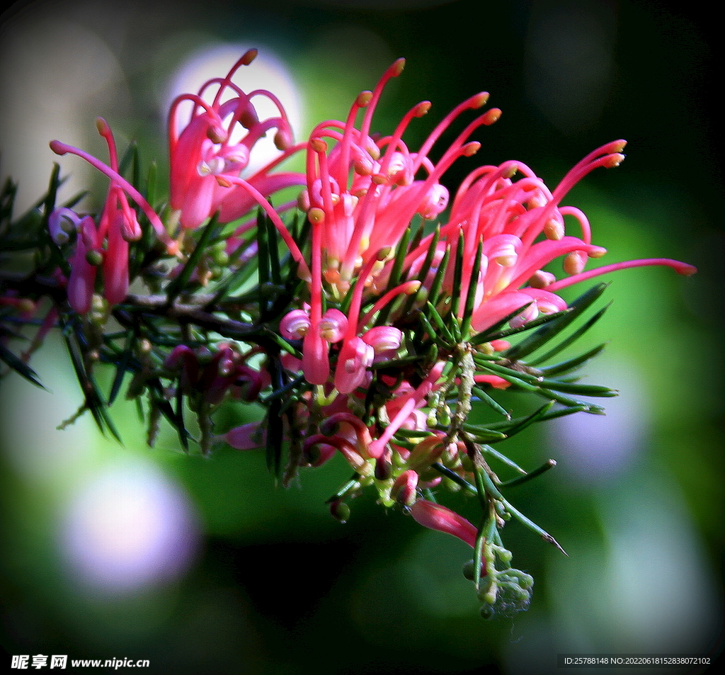 花 