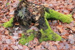 苔藓树皮 