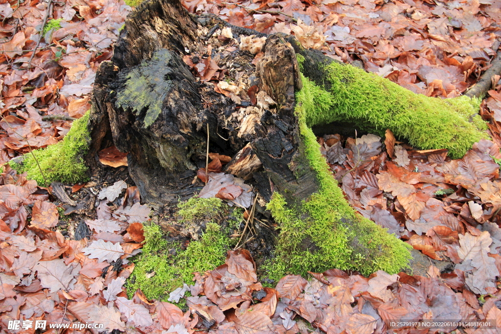 苔藓树皮 