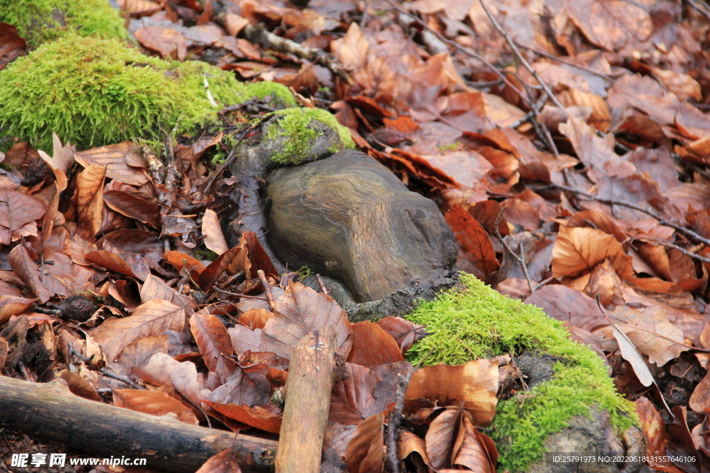 苔藓 树皮 