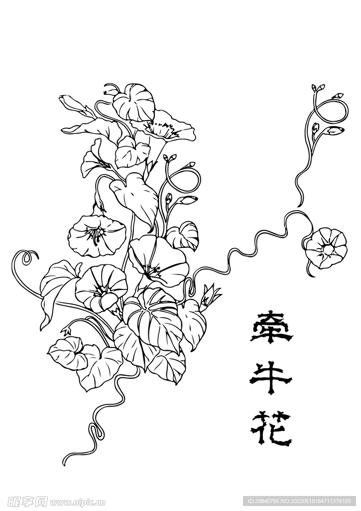 牵牛花手绘线稿黑白矢量图