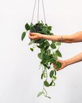 植物