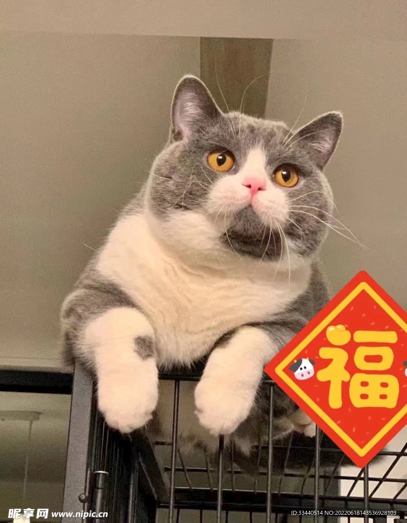 猫咪小福子