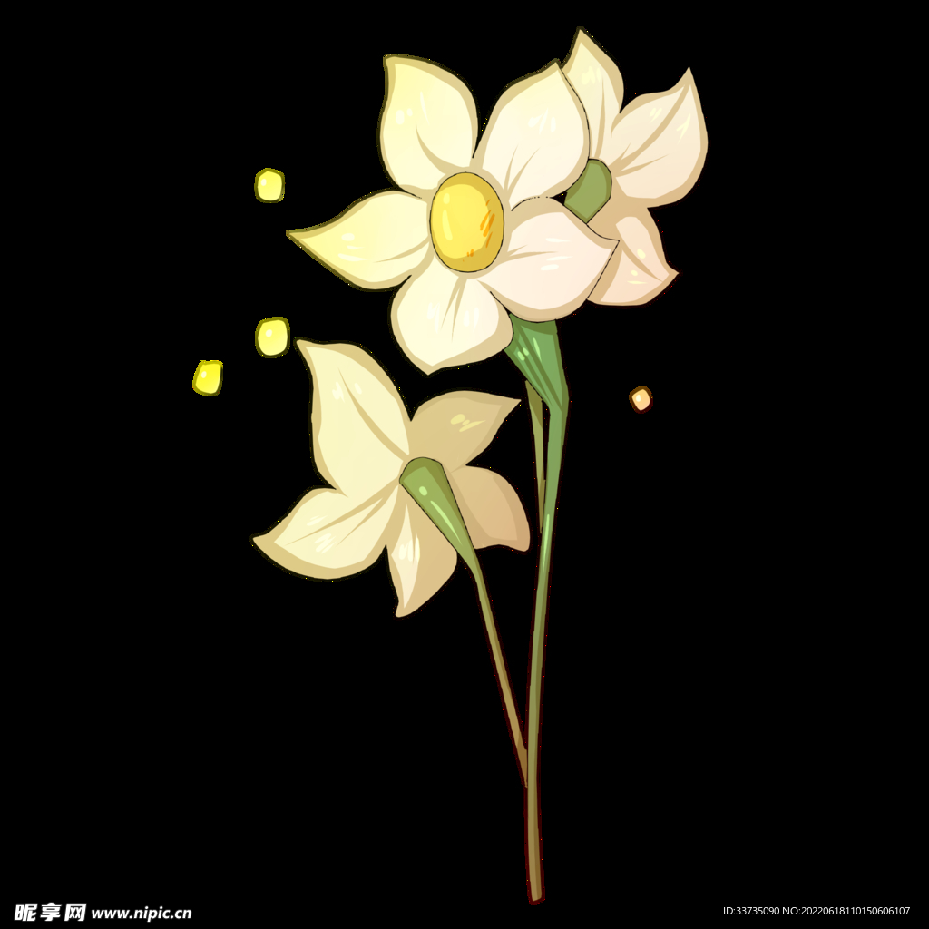 手绘水仙 花朵插画