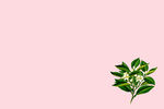 浅粉绿色椰子