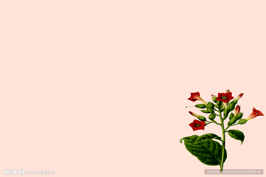 浅粉色红花