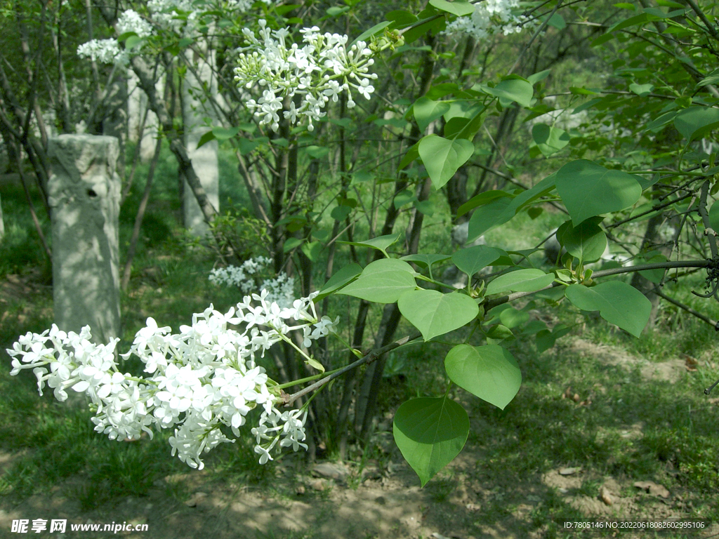 紫丁香花