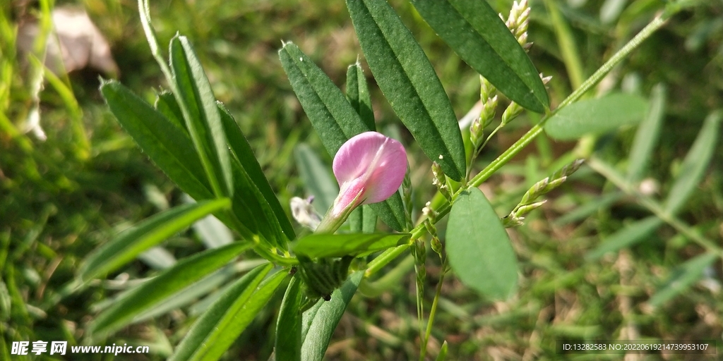 大巢菜花