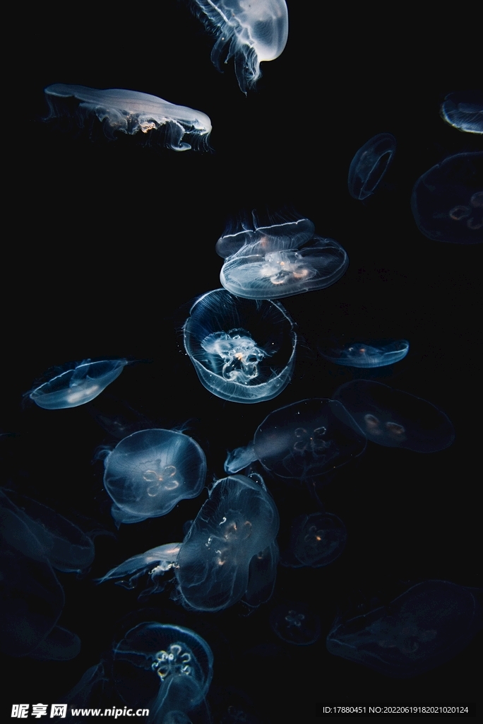 水母