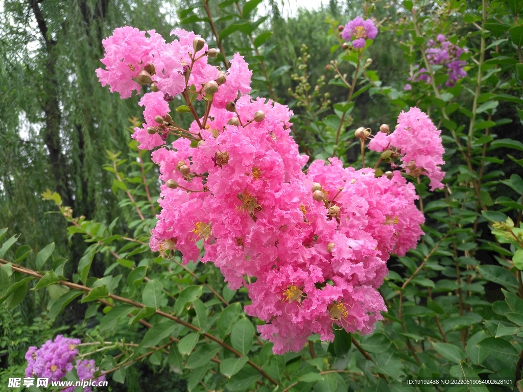 紫薇花 