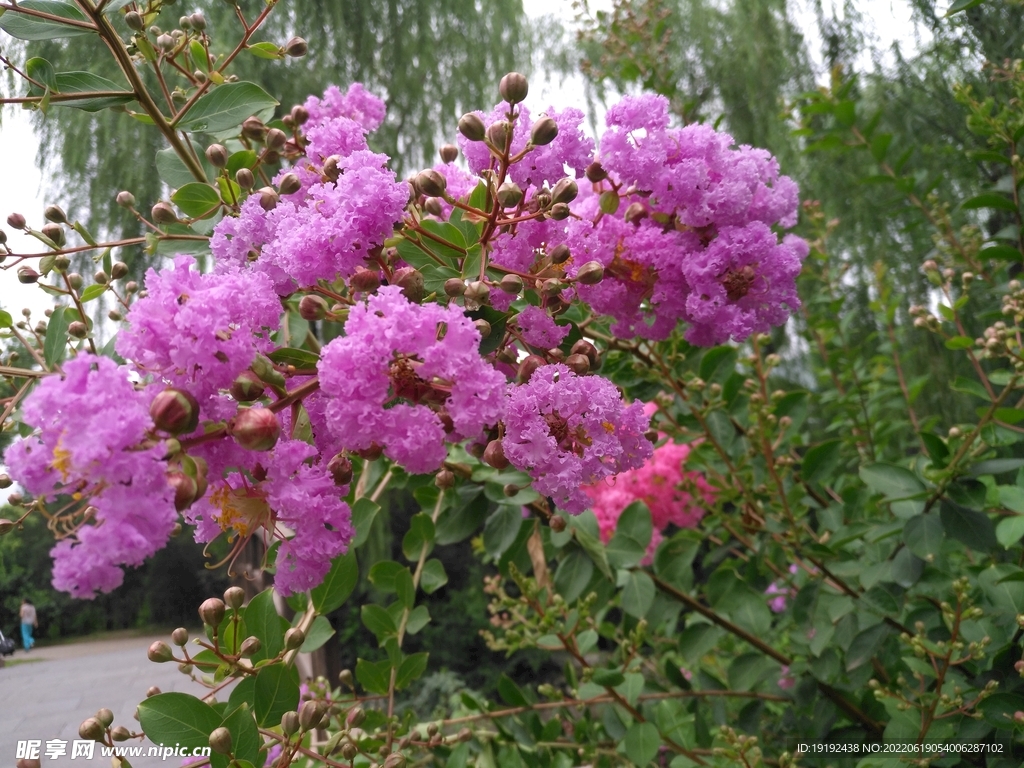 紫薇花