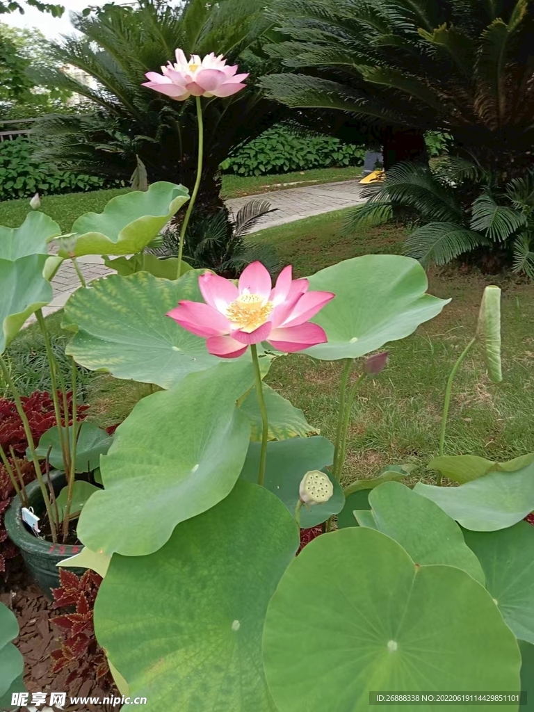 花朵  植物