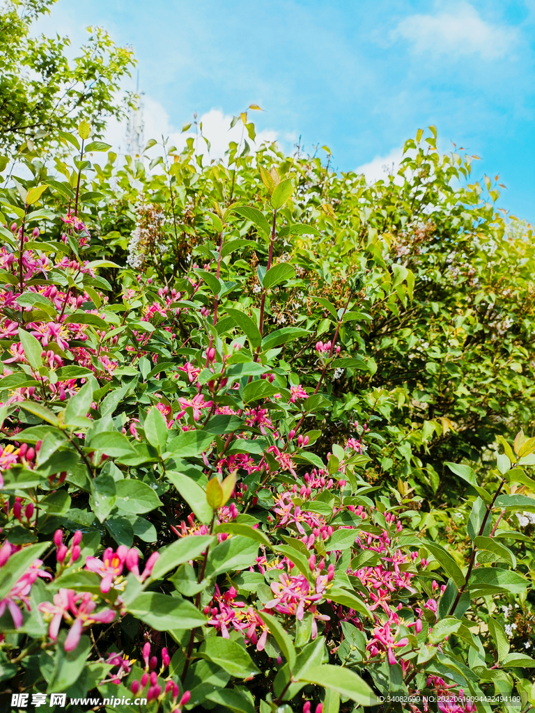 公园一角 花繁叶茂 向阳花开