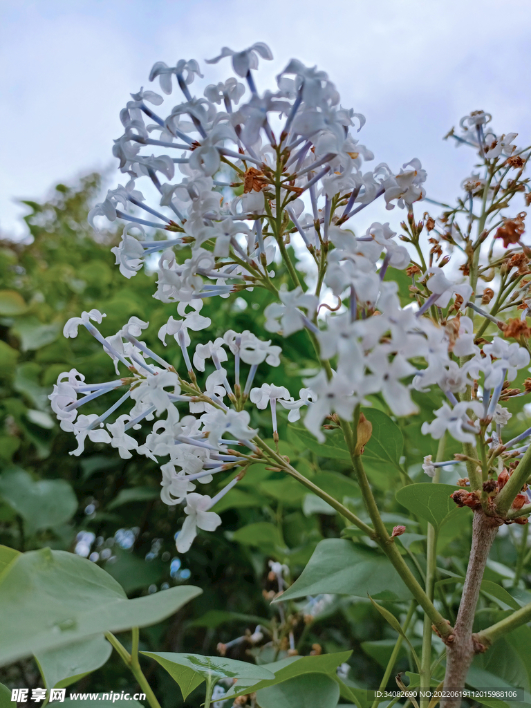 一枝紫丁香花枝盛极将衰怀旧特写