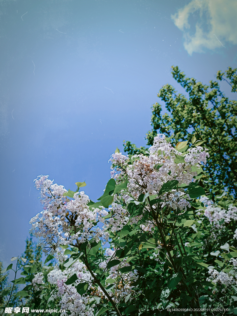 紫丁香花枝 风吹雨打 花繁叶茂