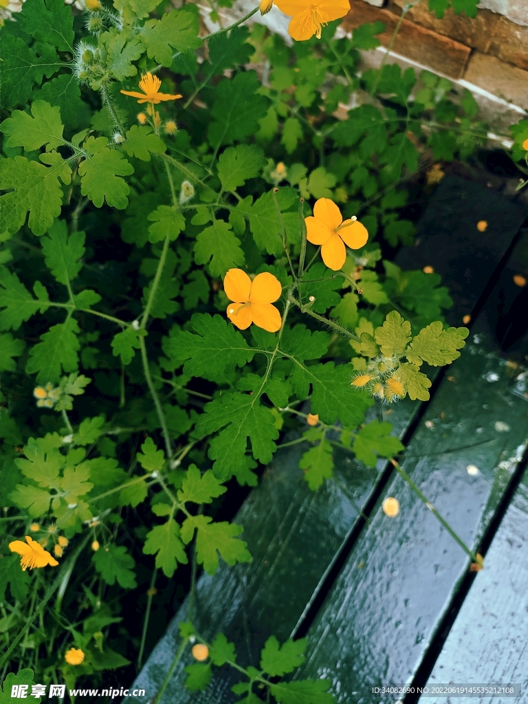 墙角的黄色野花 白屈菜 断肠草