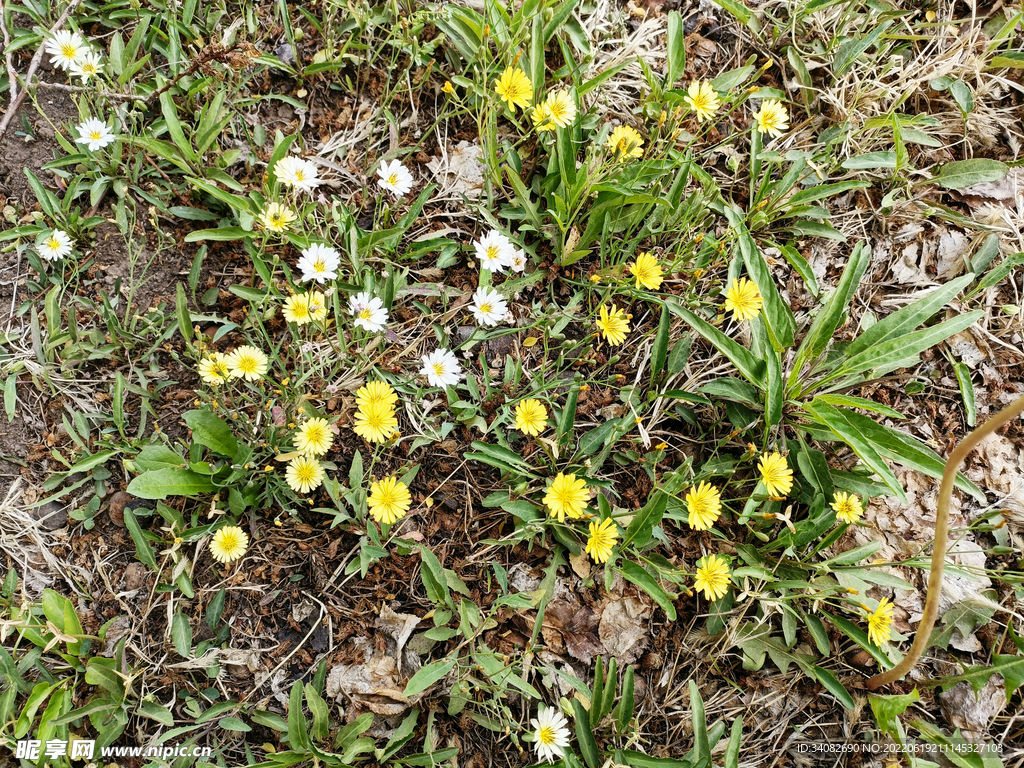 鸭食菜 野花 野菜 草地 杂草