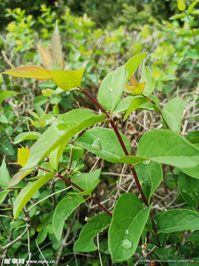 一株小树苗要长大