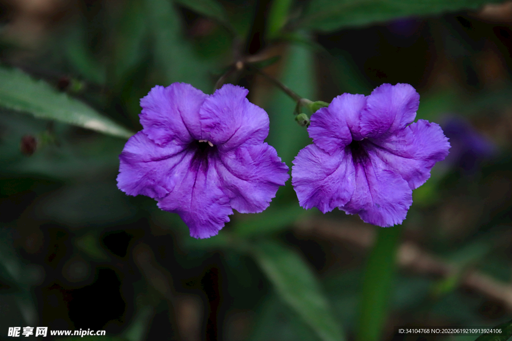 蓝花草翠芦莉兰花草特写高清大图