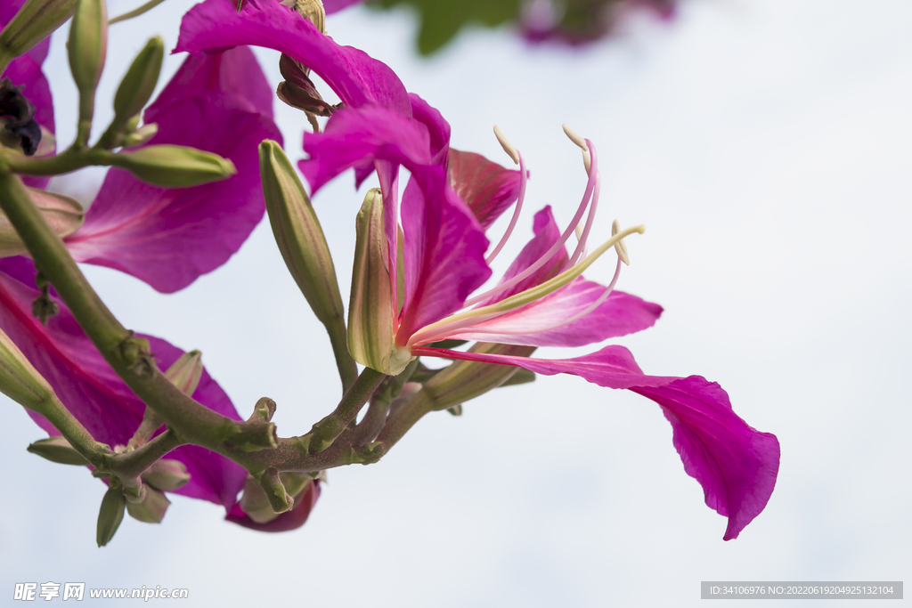 花卉摄影素材盛开的洋紫荆
