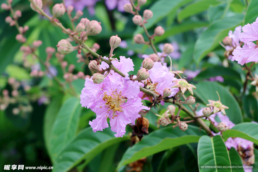 紫薇花