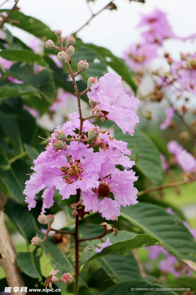 紫薇花