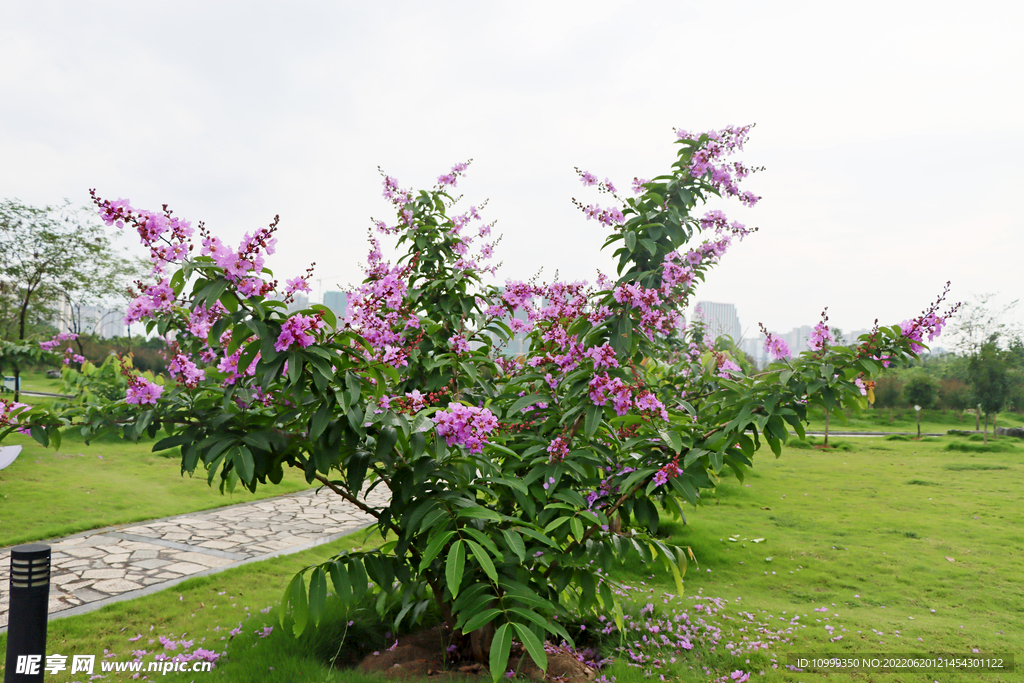 紫薇花树