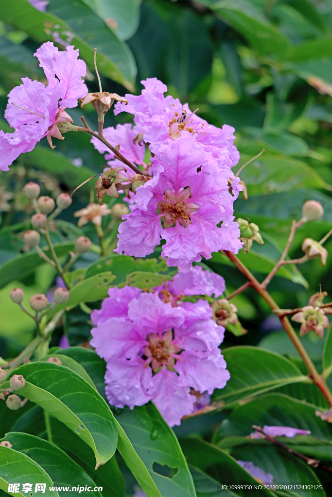 紫薇花特写