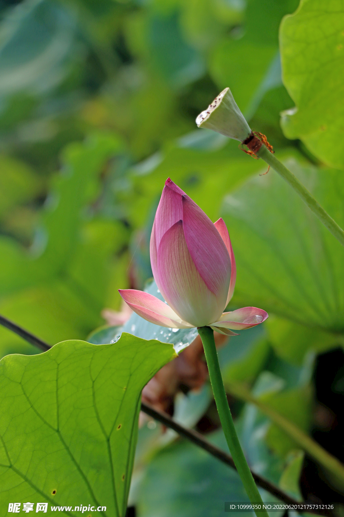 荷花花苞花蕾